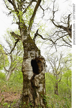 Beech tree with a hollow 107706087