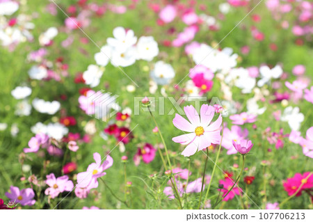 Nabana no Sato Cosmos Nagashima Town, Kuwana, Mie Prefecture Nabana no Sato Cosmos Nagashima Town, Kuwana, Mie Prefecture 107706213