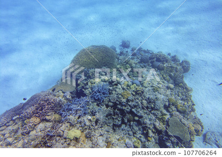 fish swimming on coral reef 107706264
