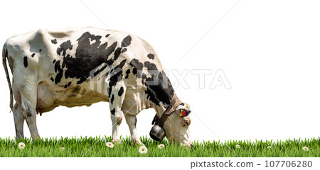 White and Black Dairy Cow on a Green Pasture Isolated on White Background 107706280