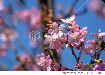 Cherry blossoms Cherry blossoms 107706485