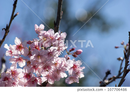 櫻花 107706486