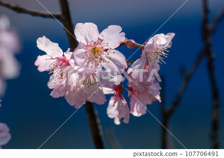 Cherry blossoms Cherry blossoms 107706491