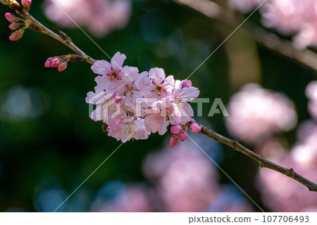 Cherry blossoms Cherry blossoms 107706493