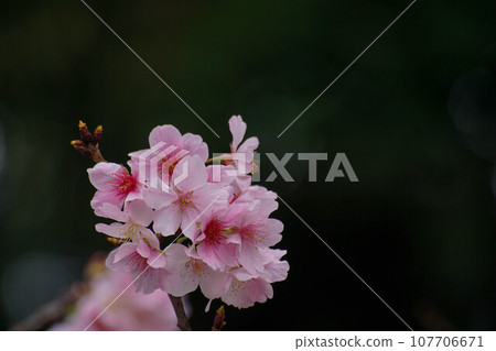 櫻花 櫻花 107706671