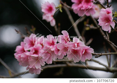 櫻花 櫻花 107706720