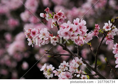 Cherry blossoms Cherry blossoms 107706734