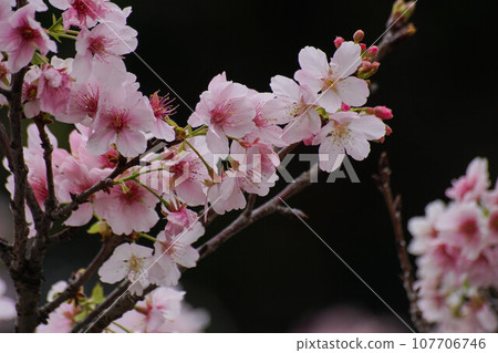 櫻花 櫻花 107706746