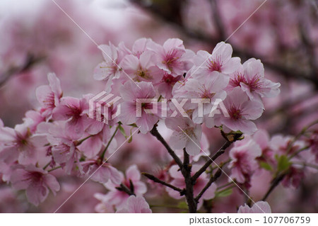 Cherry blossoms Cherry blossoms 107706759