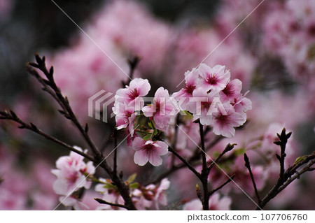 Cherry blossoms Cherry blossoms 107706760