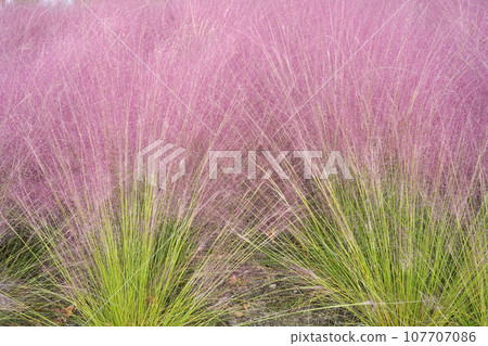 蓬鬆的粉紅色 Muhlenbergia capillaris 從側面 107707086