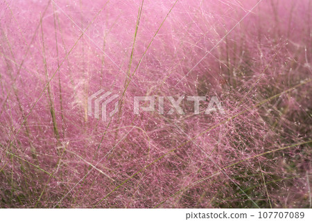 Fluffy pink Muhlenbergia capillaris 107707089