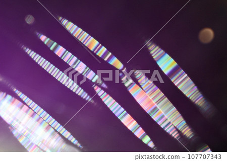 A fantastic world of rainbow-colored spider silk (colorful striped pattern on a purple background) A fantastic world of rainbow-colored spider silk (colorful striped pattern on a purple background) 107707343