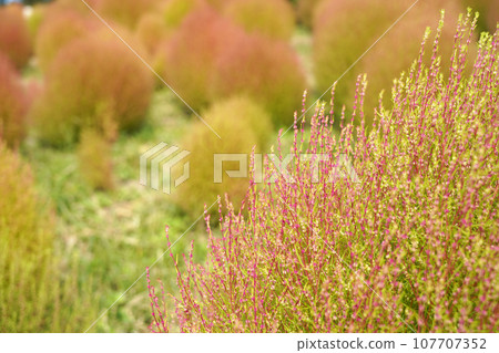 Kochia turning red, close up to see small red flowers Kochia turning red, close up to see small red flowers 107707352