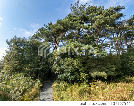 Scots Pine trees in County Donegal - Ireland Scots Pine trees in County Donegal - Ireland 107707545