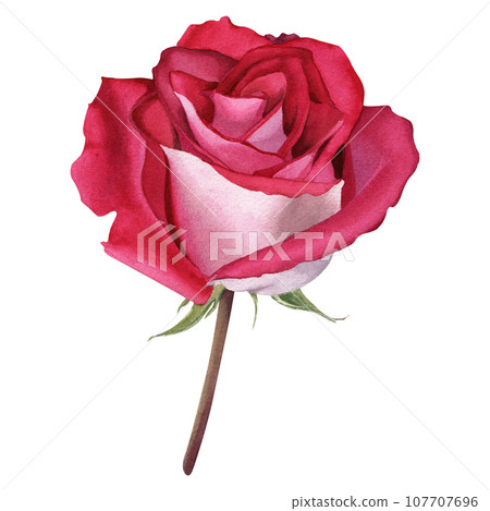 Flower rose bloom. Watercolor botanical illustration isolated on white. For card, invitation, clip art, label Flower rose bloom. Watercolor botanical illustration isolated on white. For card, invitation, clip art, label 107707696