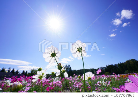 Cosmos 5629 107707965