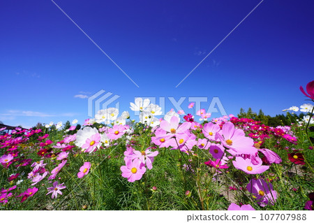 Cosmos 5732 Cosmos 5732 107707988