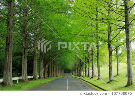 Sendai Golf Course Metasequoia tree-lined avenue 107708070