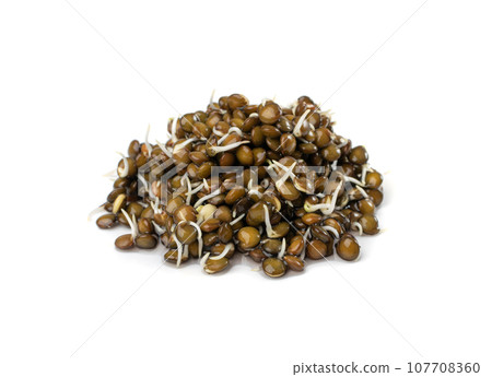 Lentils Sprouts, Sprouted Black Lentil Grains, Dal, Daal, Dhal, Masoor 107708360