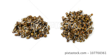 Lentils Sprouts, Sprouted Black Lentil Grains, Dal, Daal, Dhal, Masoor 107708361