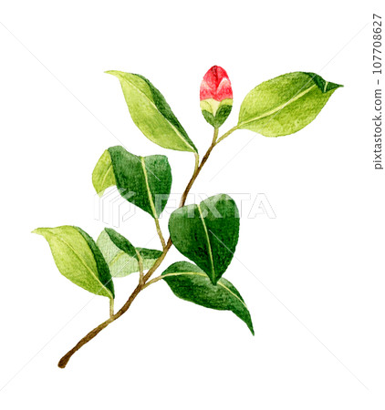 紅山茶花芽，手繪水彩畫冬春花 107708627