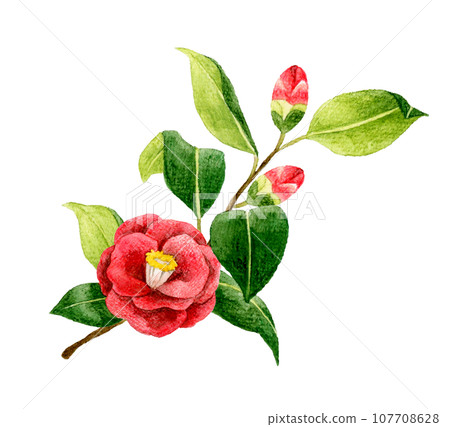 Red camellia, hand-drawn watercolor illustration material of winter and spring flowers 107708628