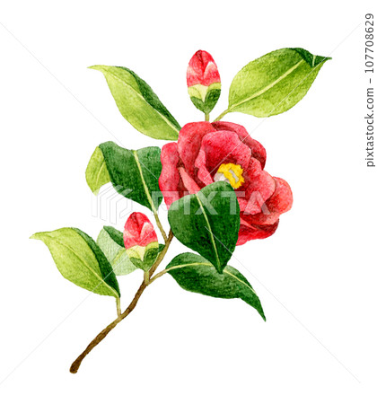 Red camellia, hand-drawn watercolor illustration material of winter and spring flowers 107708629