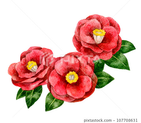 Red camellia, hand-drawn watercolor illustration material of winter and spring flowers 107708631
