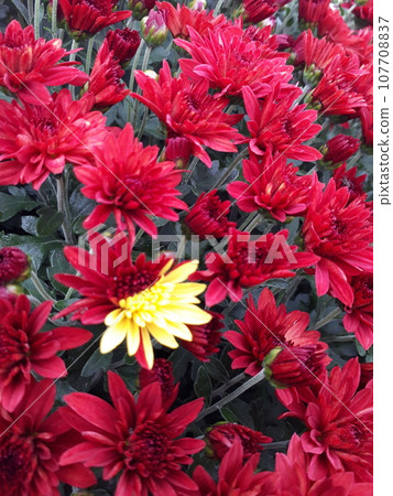 紅色和黃色的菊花盛開 107708837