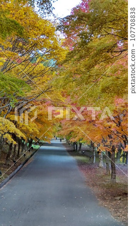 A road dyed with autumn leaves A road dyed with autumn leaves 107708838