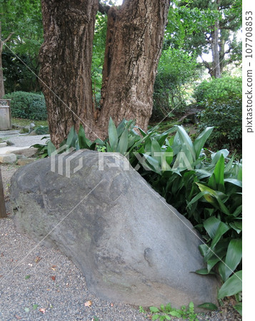 墨田區舊安田庭園內的駒留石 墨田區舊安田庭園內的駒留石 107708853