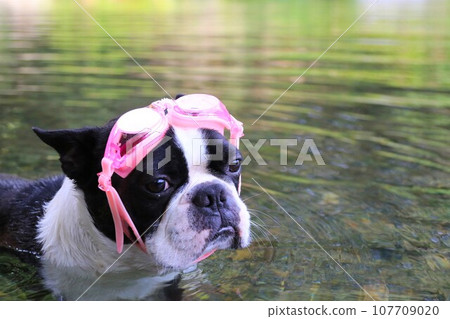 戴著護目鏡在宮古河玩耍的波士頓梗♡Mighty的臉部照片 107709020