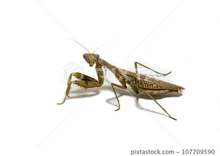 白色背景上的棕腹螳螂 白色背景上的棕腹螳螂 107709590