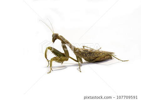 Brown-bellied praying mantis on white background Brown-bellied praying mantis on white background 107709591