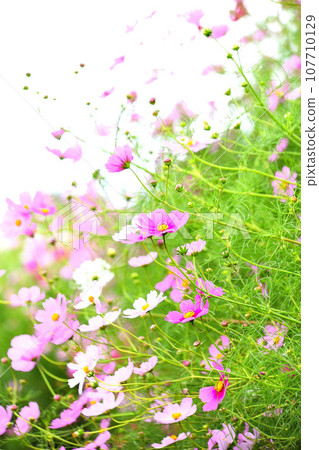 Cosmos swaying in the wind Cosmos swaying in the wind 107710129