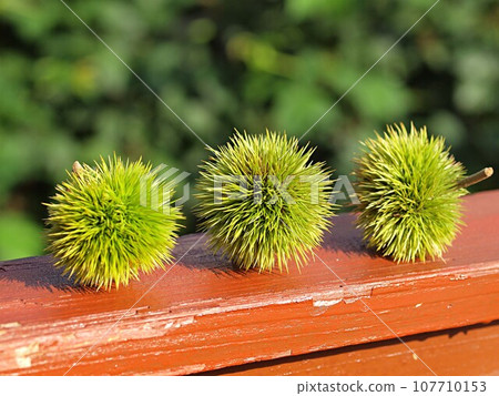 藍色Iegaguri 107710153