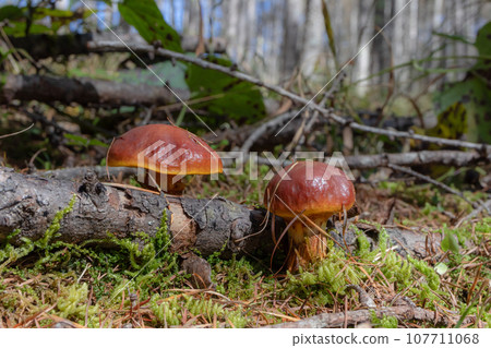 倒下的樹和花內口 107711068