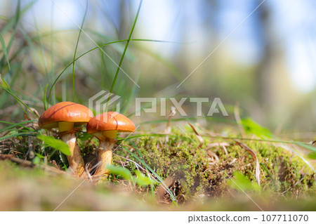 Next to the two Hanaiguchi 107711070