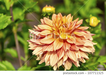 Autumn scenery, brightly blooming dahlias, Kawanishi Dahlia Garden, Kawanishi Town, Yamagata Prefecture 107711325