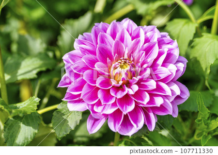 Autumn scenery, brightly blooming dahlias, Kawanishi Dahlia Garden, Kawanishi Town, Yamagata Prefecture 107711330