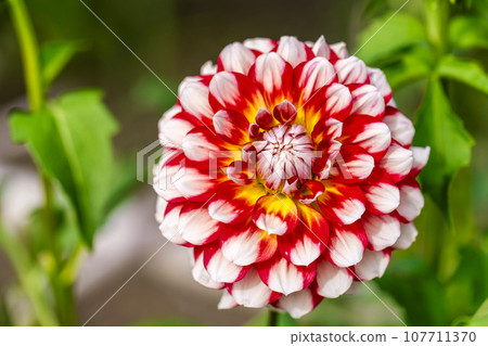 Autumn scenery, brightly blooming dahlias, Kawanishi Dahlia Garden, Kawanishi Town, Yamagata Prefecture 107711370