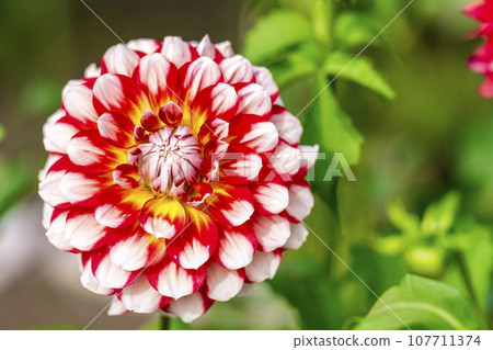 山形縣川西町川西大麗花花園，秋天的景色，鮮豔的大麗花 107711374