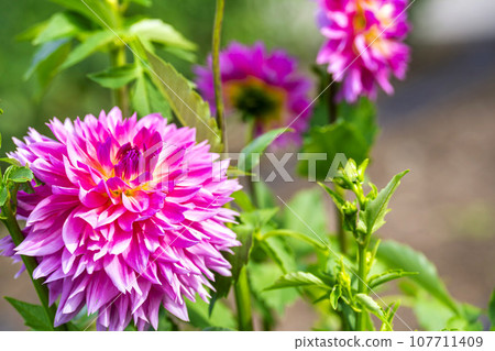 Autumn scenery, brightly blooming dahlias, Kawanishi Dahlia Garden, Kawanishi Town, Yamagata Prefecture 107711409