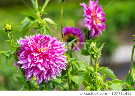 Autumn scenery, brightly blooming dahlias, Kawanishi Dahlia Garden, Kawanishi Town, Yamagata Prefecture Autumn scenery, brightly blooming dahlias, Kawanishi Dahlia Garden, Kawanishi Town, Yamagata Prefecture 107711421