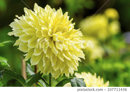 Autumn scenery, brightly blooming dahlias, Kawanishi Dahlia Garden, Kawanishi Town, Yamagata Prefecture Autumn scenery, brightly blooming dahlias, Kawanishi Dahlia Garden, Kawanishi Town, Yamagata Prefecture 107711436