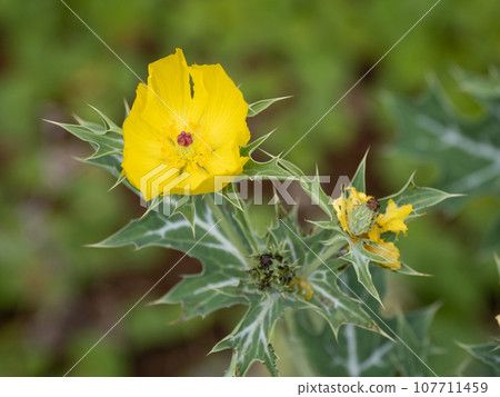 薊罌粟花 薊罌粟花 107711459