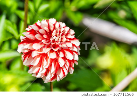 Autumn scenery, brightly blooming dahlias, Kawanishi Dahlia Garden, Kawanishi Town, Yamagata Prefecture 107711566