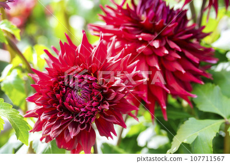Autumn scenery, brightly blooming dahlias, Kawanishi Dahlia Garden, Kawanishi Town, Yamagata Prefecture Autumn scenery, brightly blooming dahlias, Kawanishi Dahlia Garden, Kawanishi Town, Yamagata Prefecture 107711567