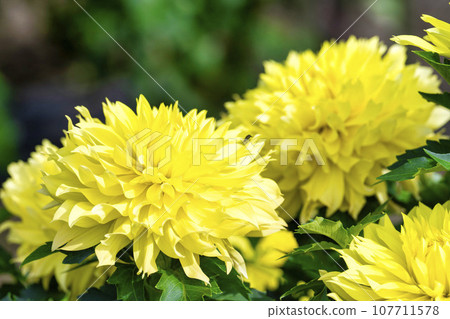 山形縣川西町川西大麗花花園，秋天的景色，鮮豔的大麗花 107711578